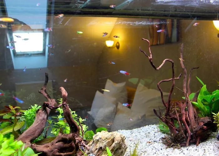 Inn Dworek Szonowice